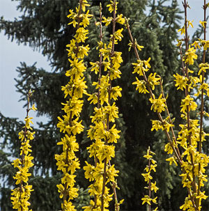 Forsythie